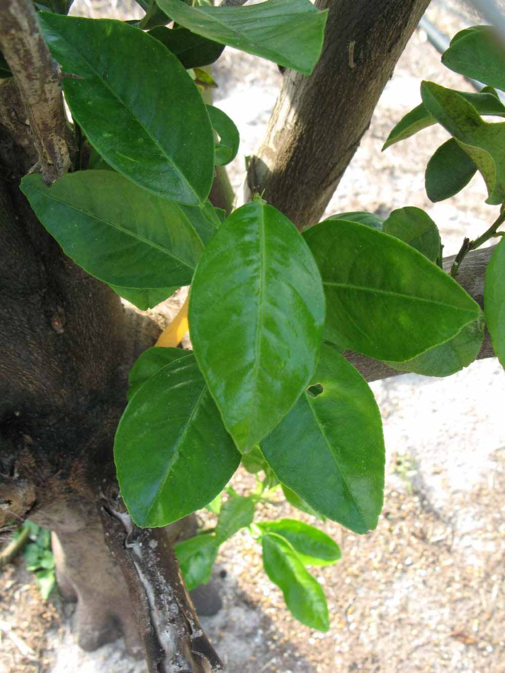            Shade leaves (Succari, Winter Haven, FL)   